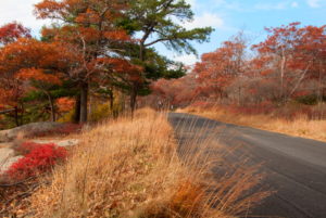 Beautiful fall colors by the country road.